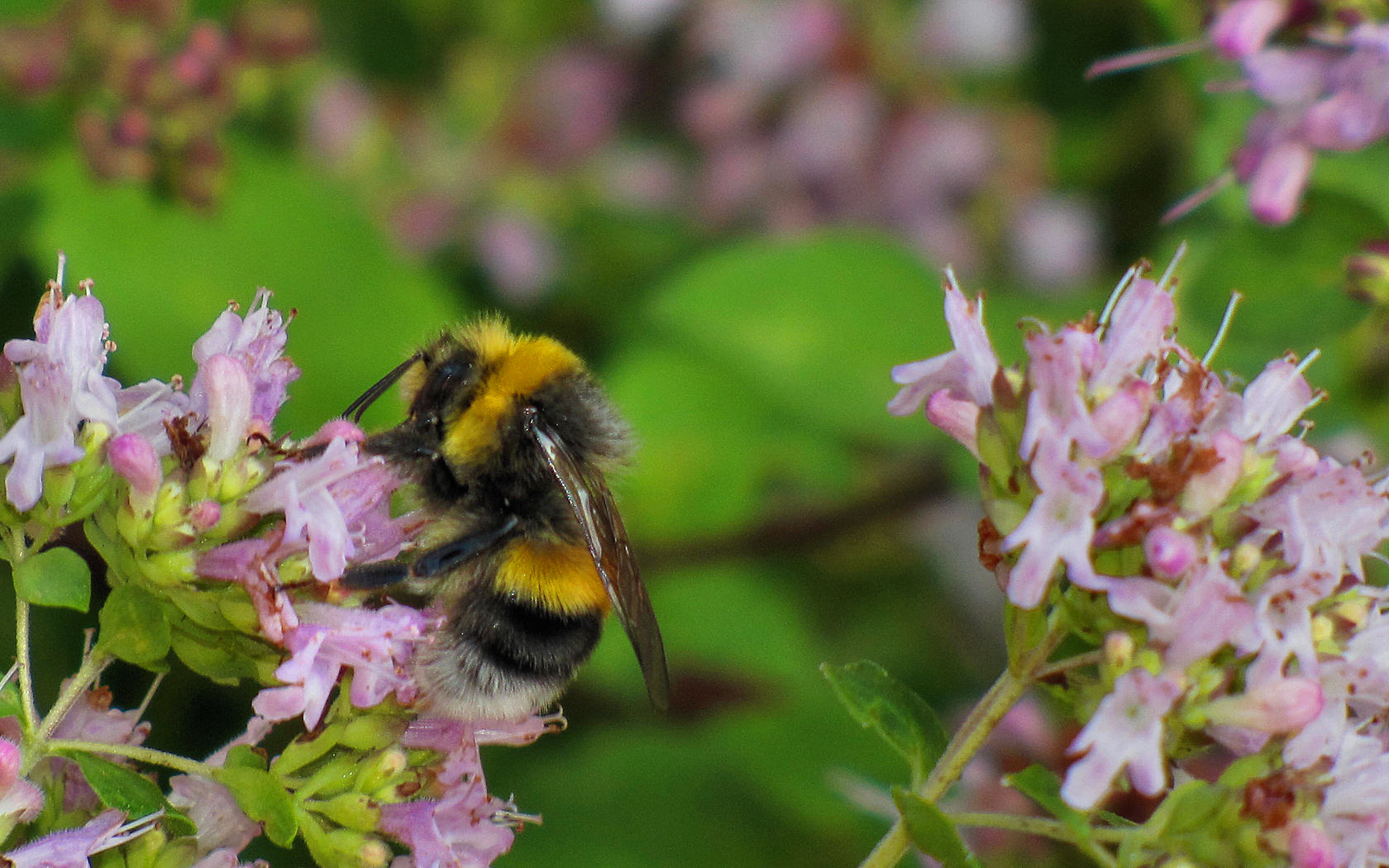 Bombus terrestris